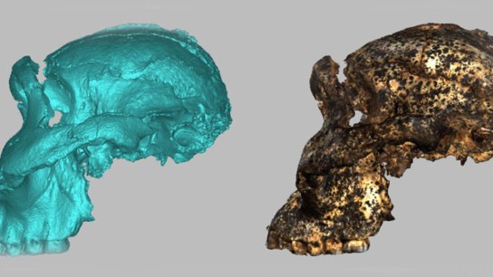 DNH 155: How Artec Space Spider helped reconstruct a 2-million-year-old skull