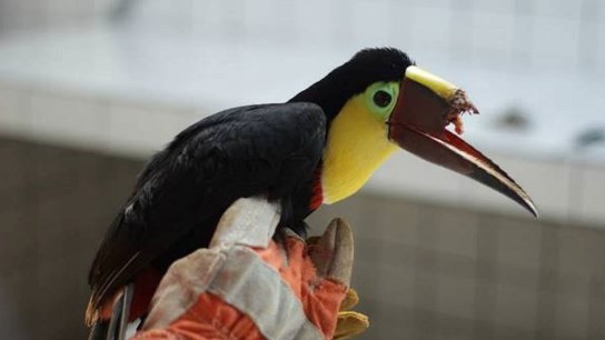 Injured toucan gets his 3D printed beak and starts singing again