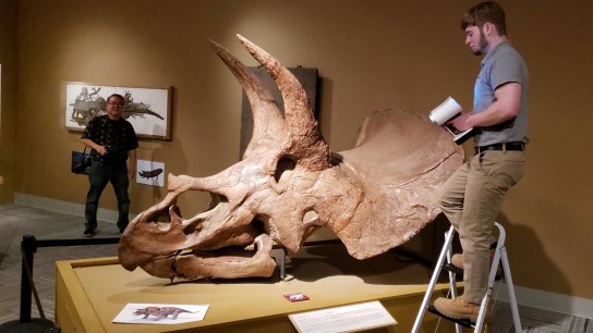Prehistory meets high tech as Artec Leo comes face-to-face with a dinosaur skull
