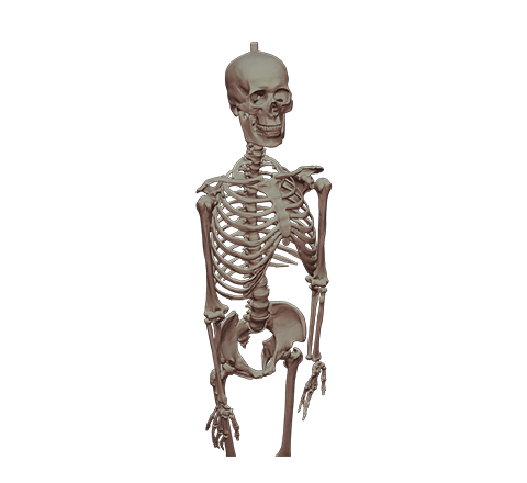 Human skeleton HD