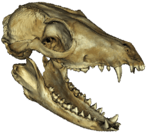 Bat-eared fox skull